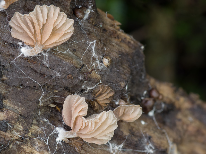 Entoloma byssisedum